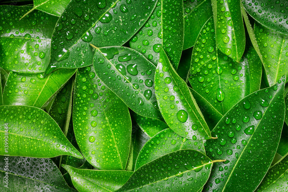 Wet Fresh tropical Green leaves background