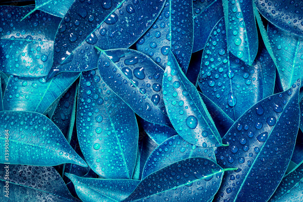 Wet Fresh tropical blue leaves background