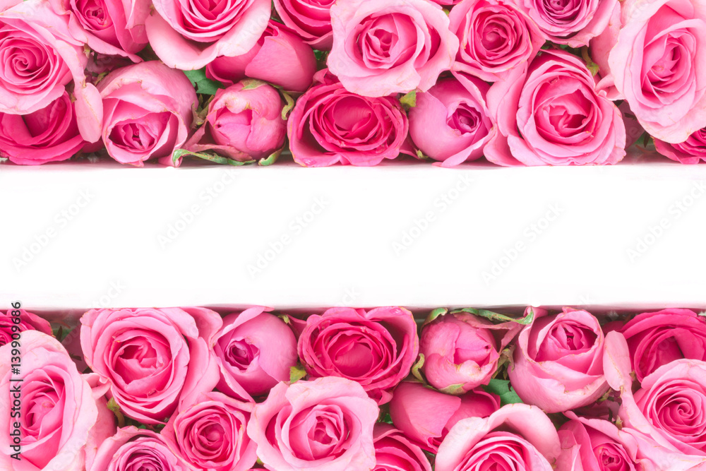 border of Beautiful fresh sweet pink rose for love romantic valentine or wedding background