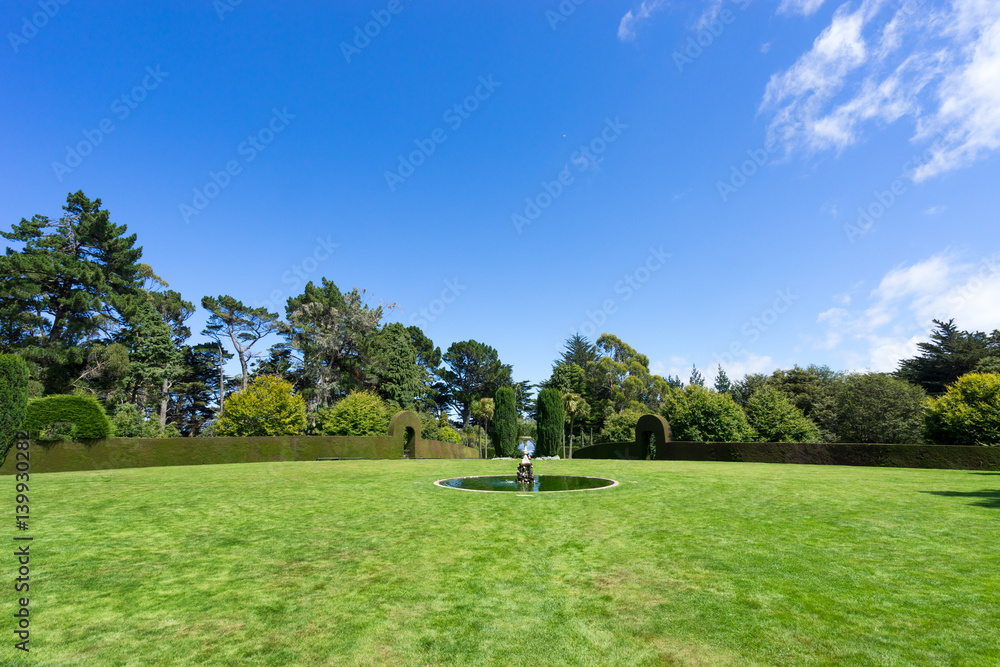 beautiful green grass in park