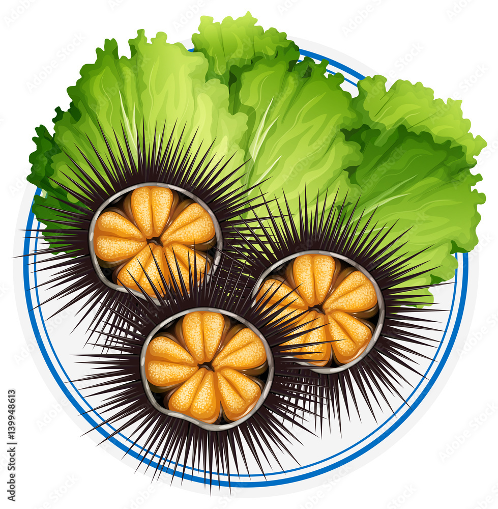 Fresh sea urchins and green vegetables on plate