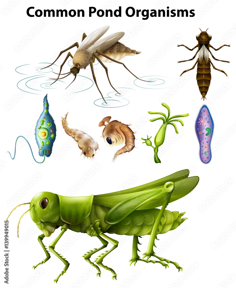 Different types of common pond organisms