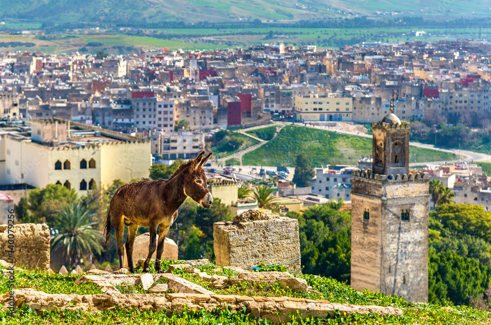 Donkey at the city walls of Fes, Morocco