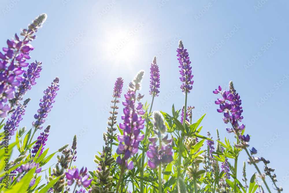 Wildflowers against sunny blue sky