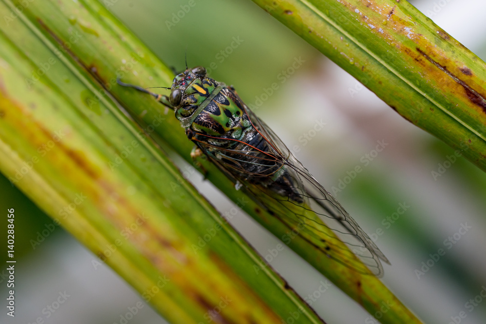 A closeup of cicada, New Zealand