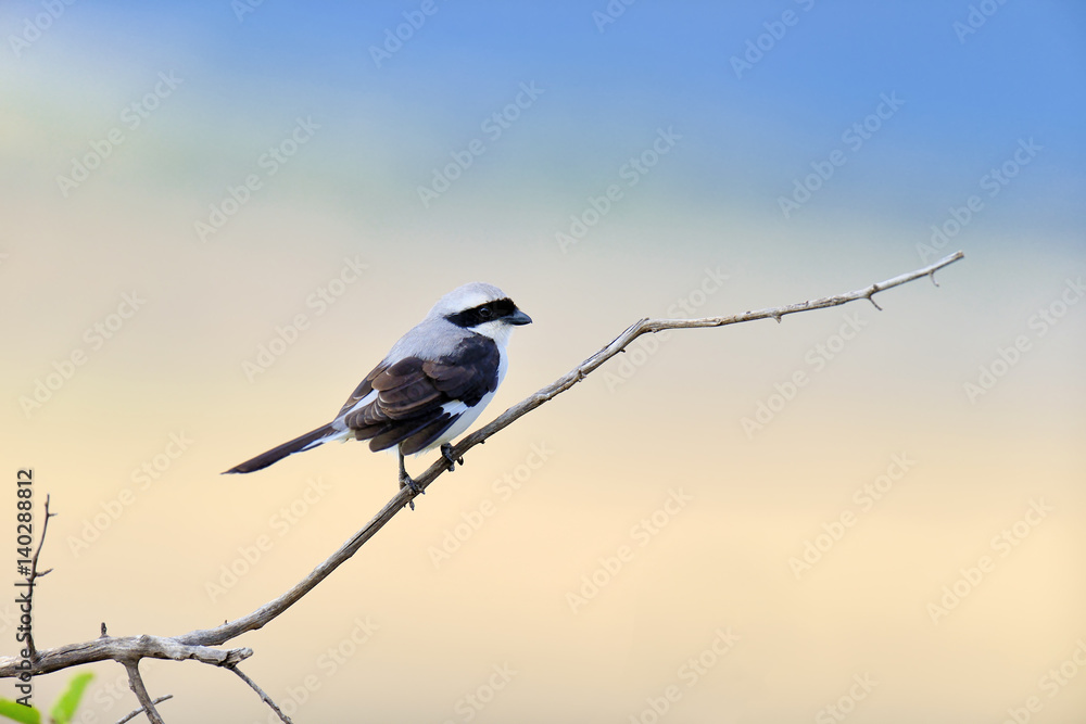 Fiscal bird on a branch