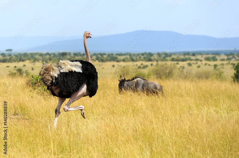 African ostrich (Struthio camelus)