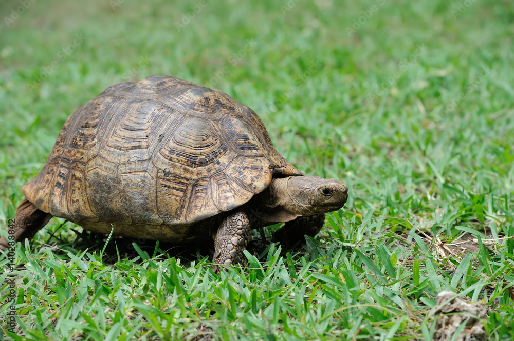 Turtle in grass