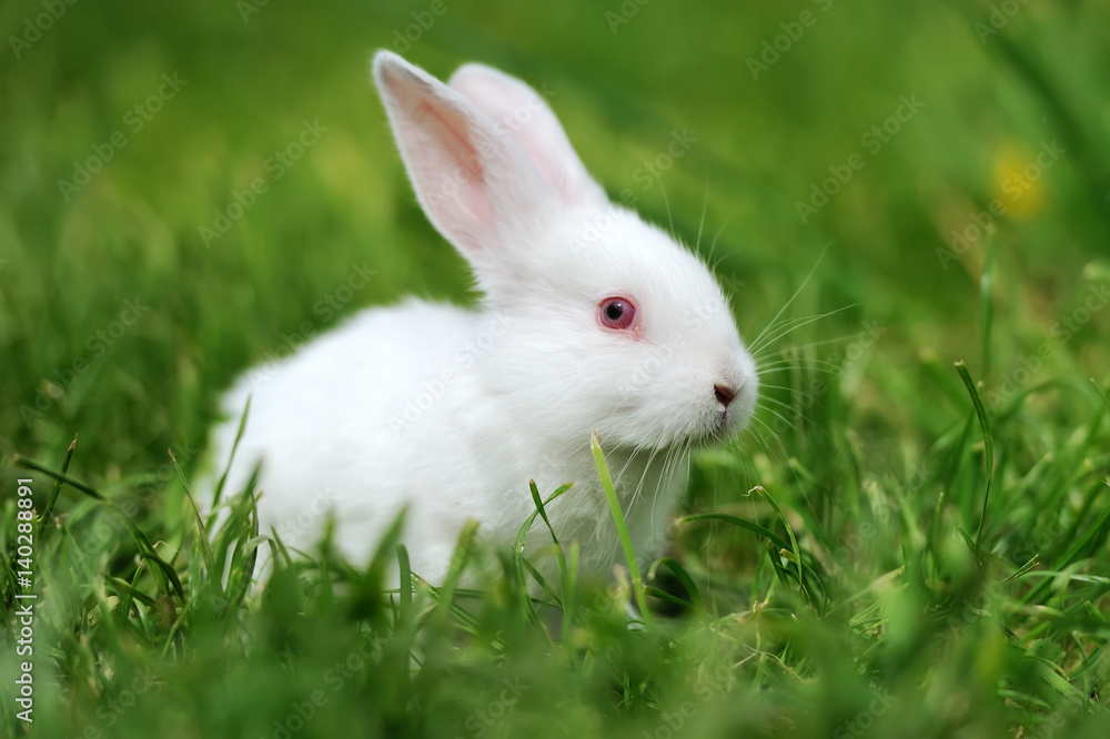 Baby white rabbits in grass