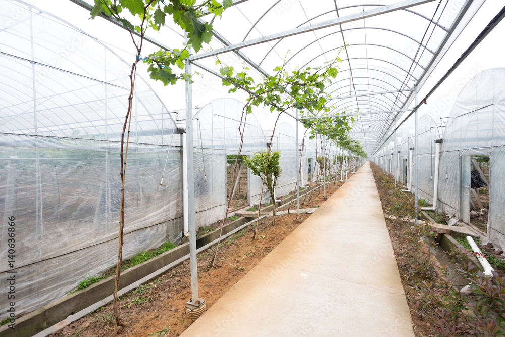 带绿色植物的现代绿色住宅内部