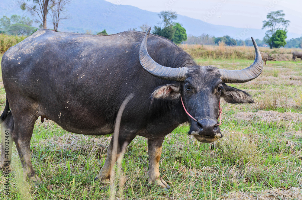 Thai water buffalo in nature field