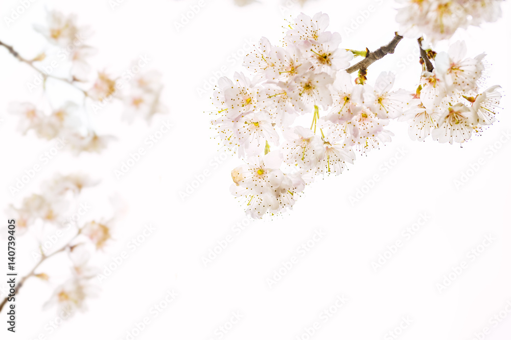 桜