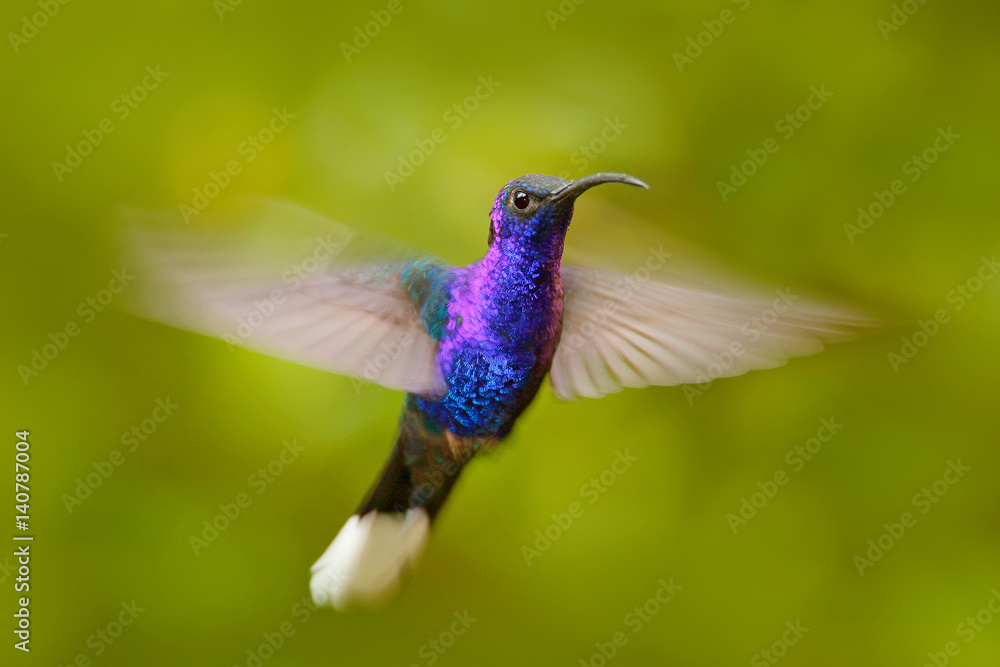 Hummingbird Violet Sabrewing, Campylopterus hemileucurus, flying in the tropical forest, La Paz, Cos