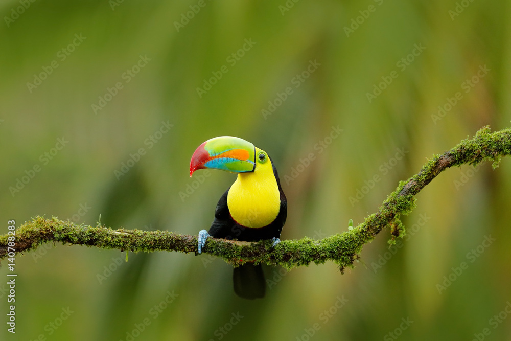 尖嘴Toucan，Ramphastos sulfuratus，大嘴鸟。Toucan坐在f的树枝上