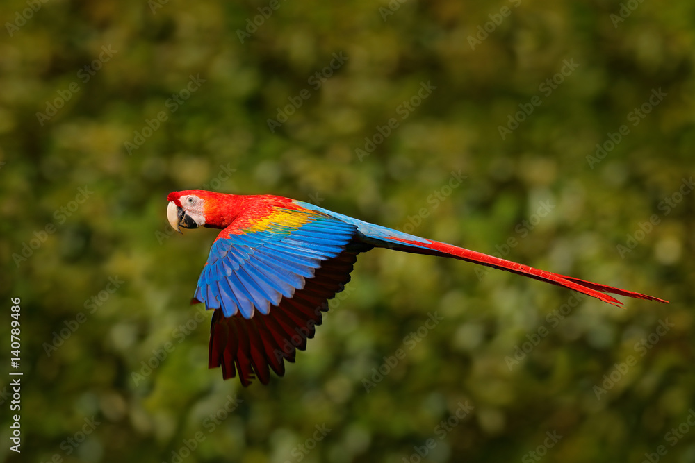 Scarlet Macaw，Ara Macau，在哥斯达黎加热带森林中，热带自然的野生动物场景。红桦树