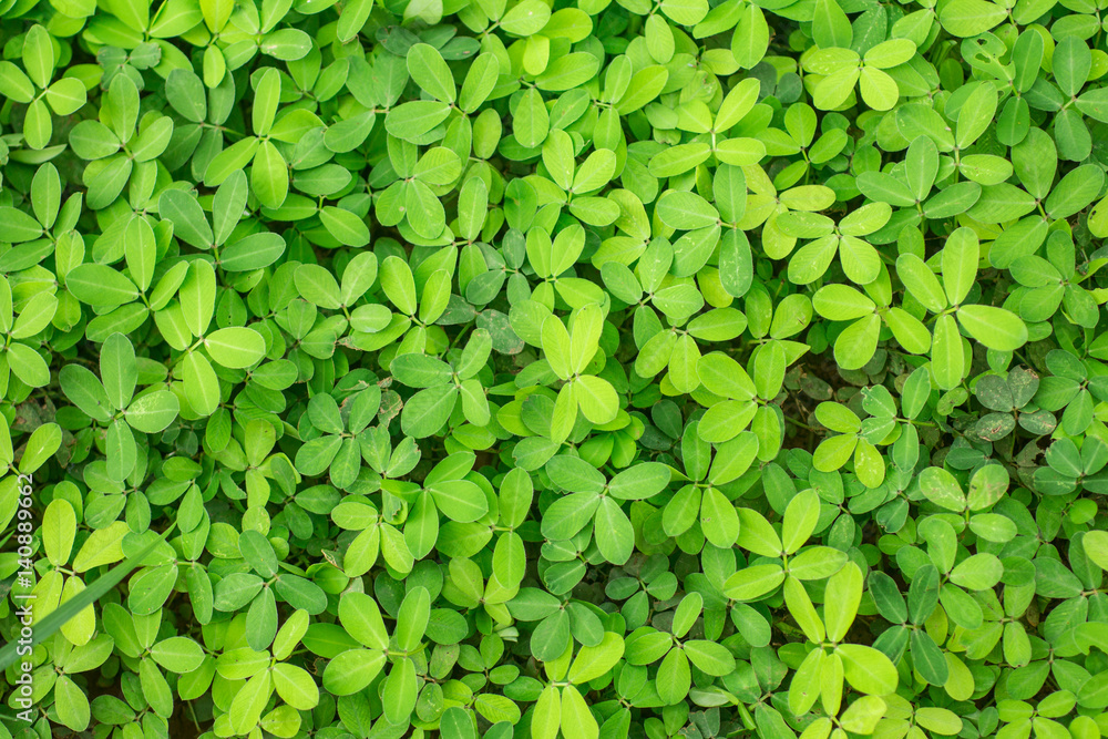 Arachis glabrata / Rhizoma perennial peanut / Ornamental Peanut Grass