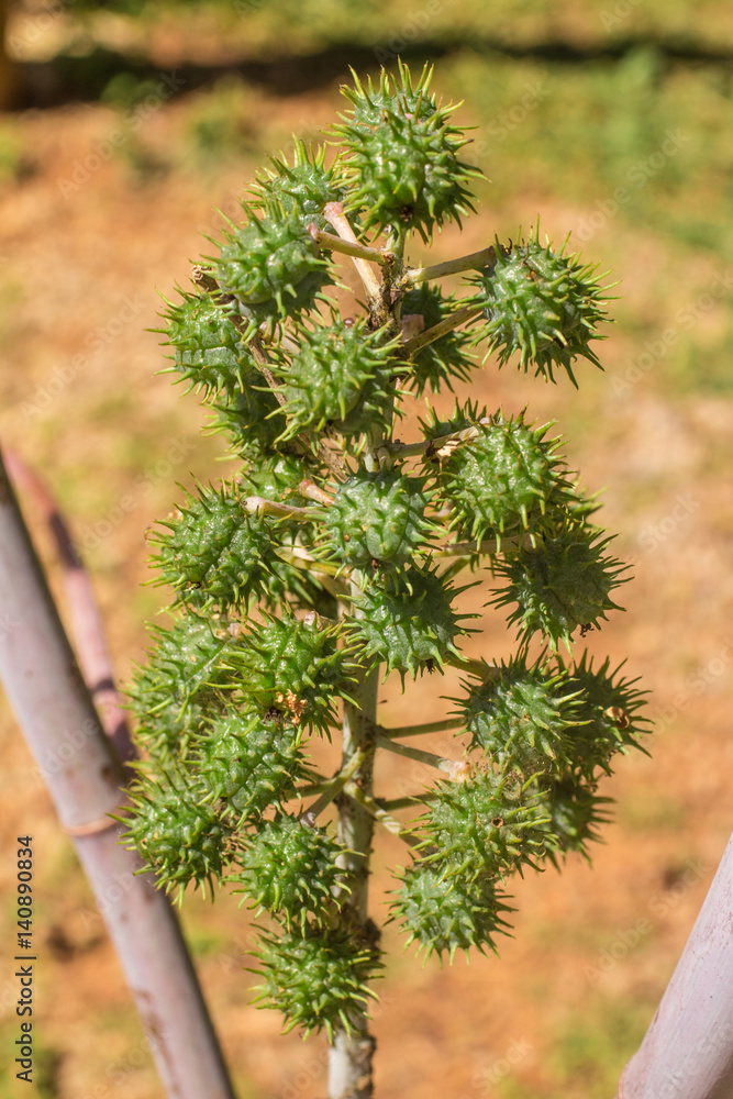 Ricinus communis. Castor oil plant.