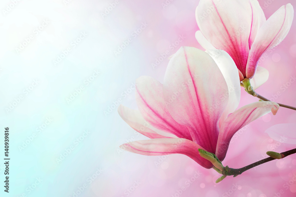 Magnolia flowers spring blossom background 