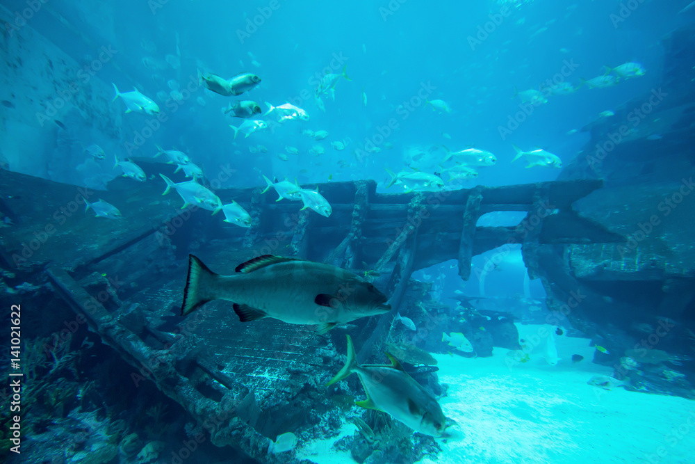 蓝色大水族馆里有很多鱼。水族馆里水下很美