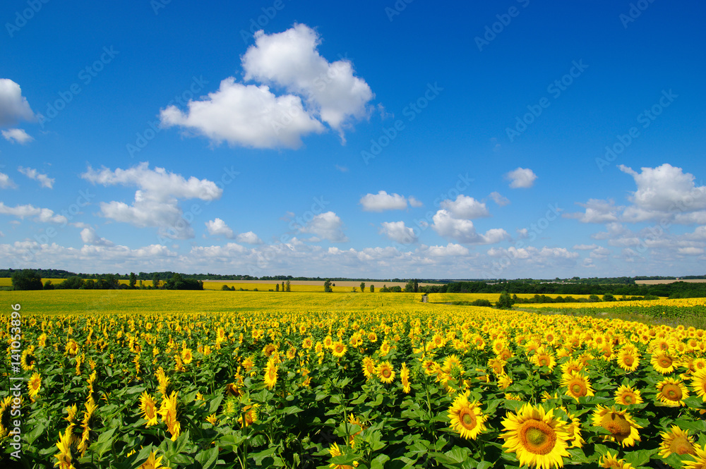 field of blooming sunflowers