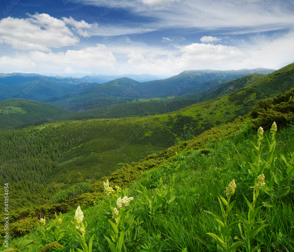 夏日山景