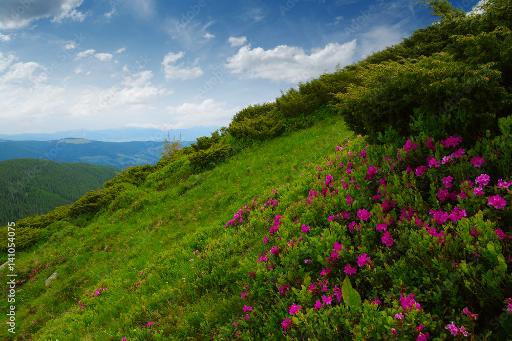 Mountain landscape in summer