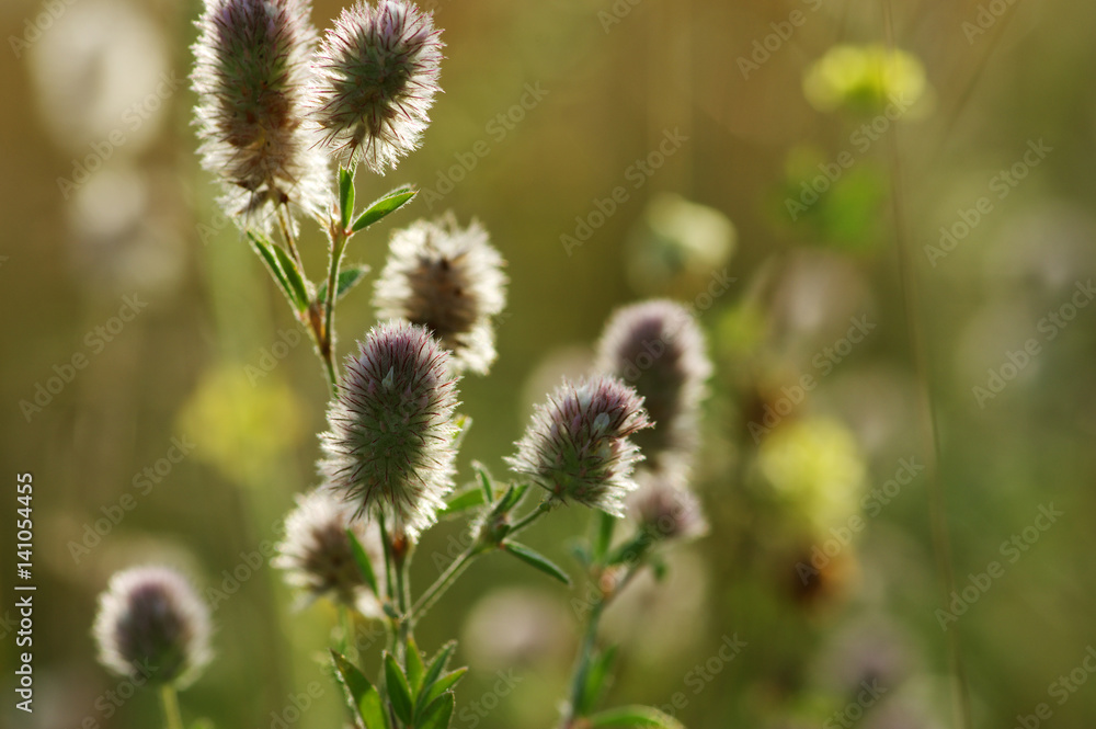 夏季开花草