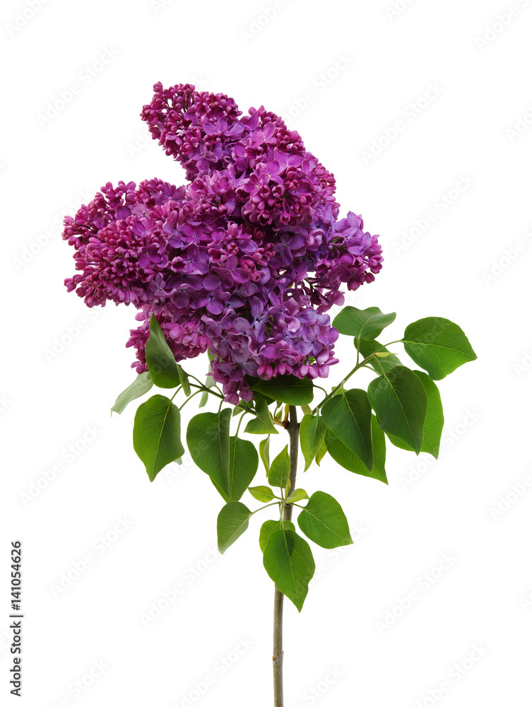 Flowering branch of lilac