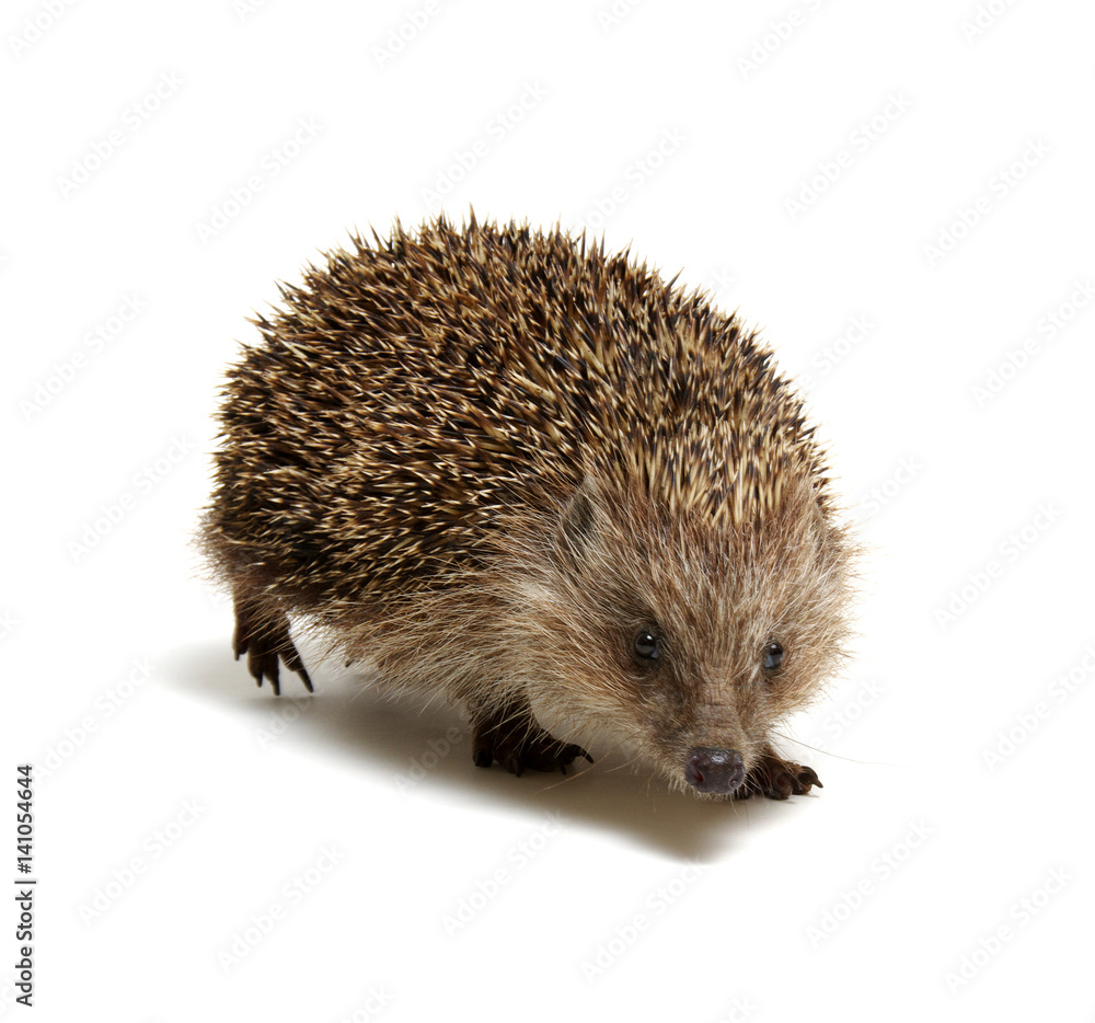 Hedgehog  isolated on white