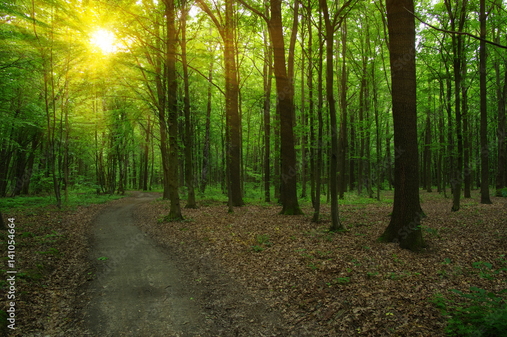 Forest with sunlight.