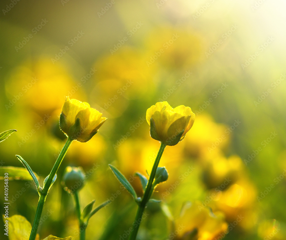 field of spring flowers