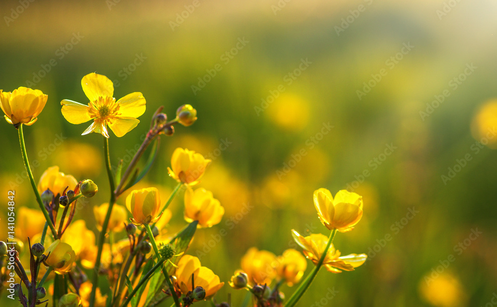 field of spring flowers