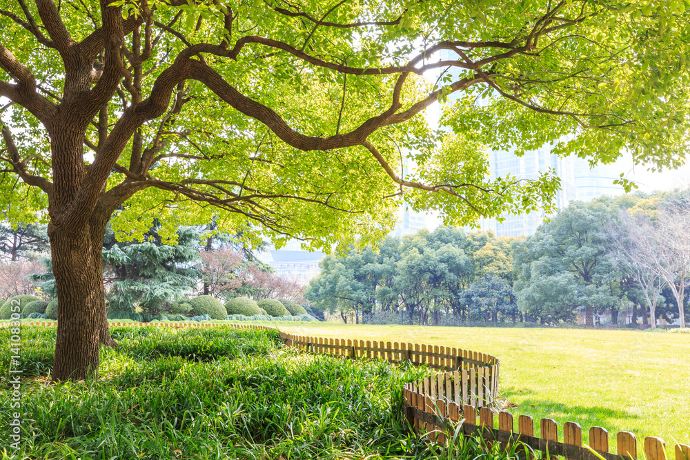 上海城市公园的绿树