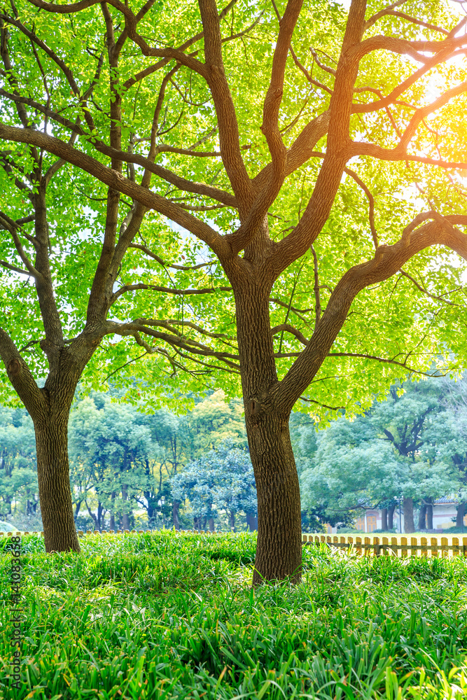 上海城市公园里的绿树