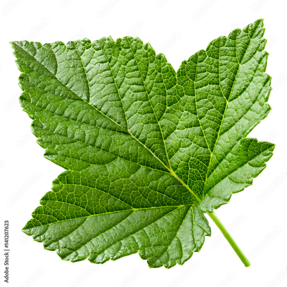 Currant leaf isolated