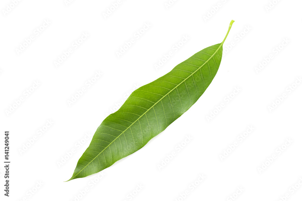 mango leaf on white background.