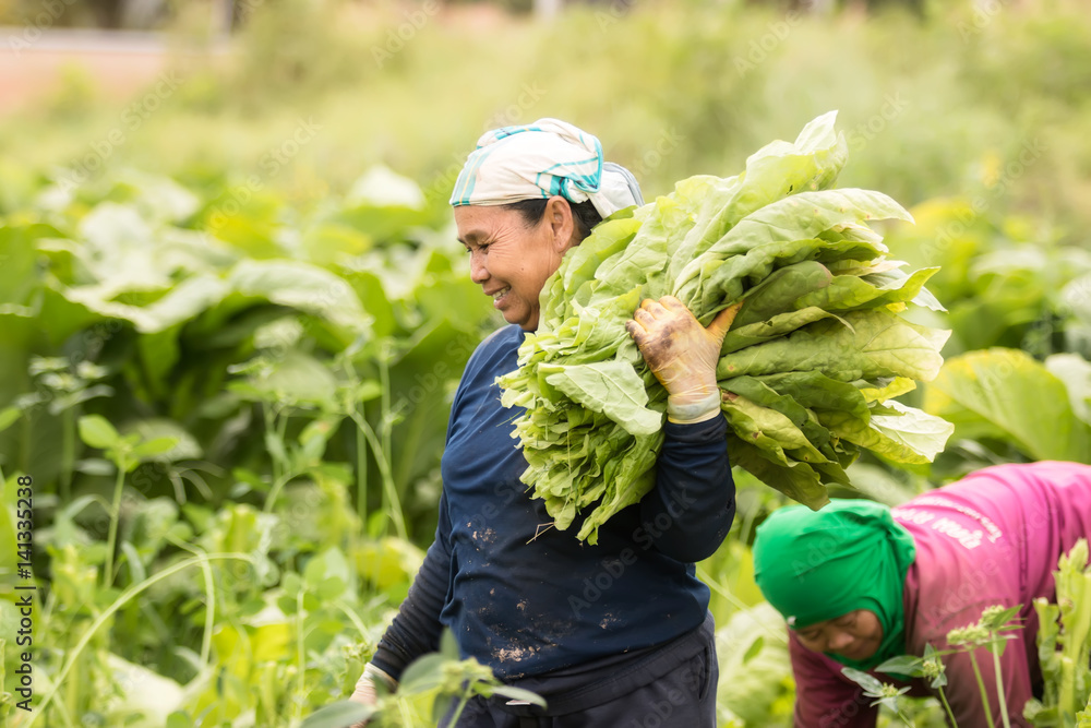 Tobacco growers harvest in tobacco fields.