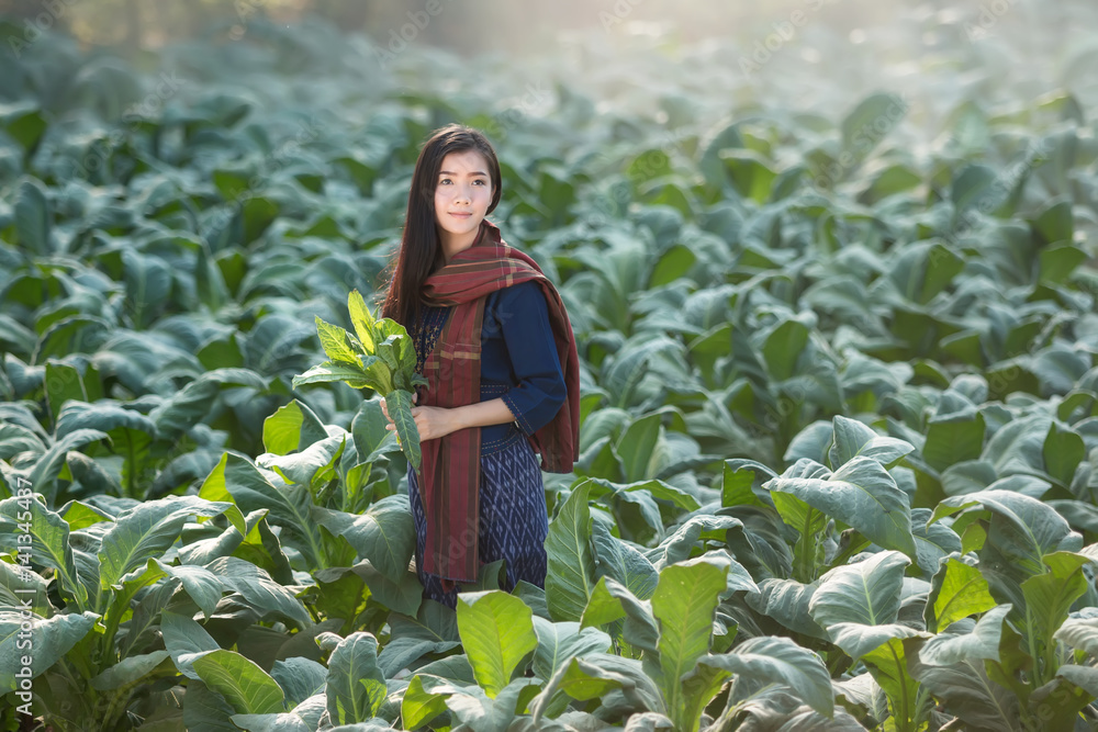 女农民在农村收割烟草。