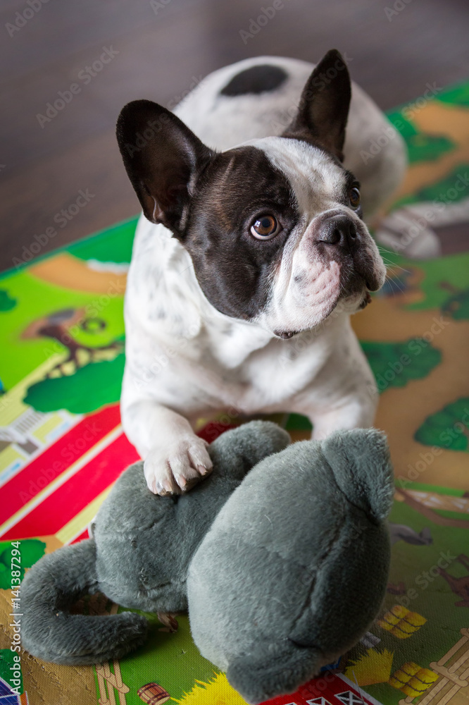 French bulldog lying on the floor with maskot