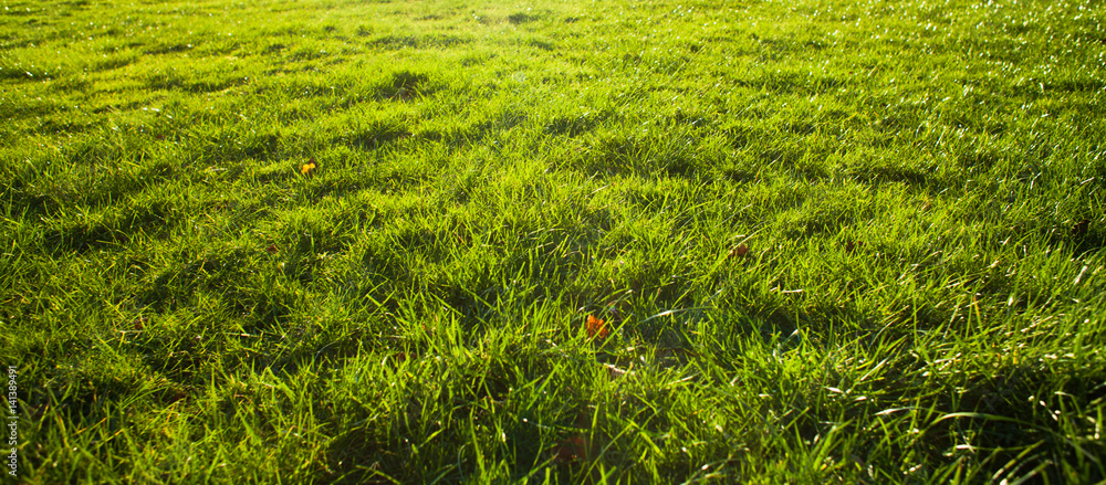 Spring grass yellow and green, sunshine beautiful  day in Scotland.