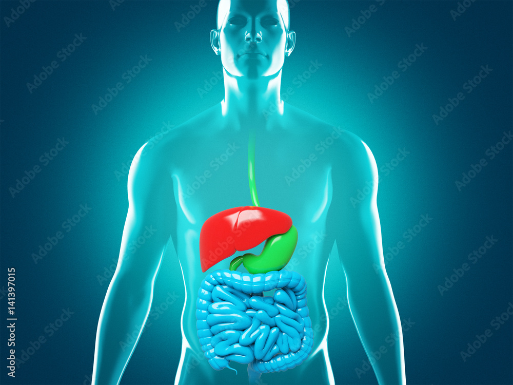 Organi umani colorati o evidenziati