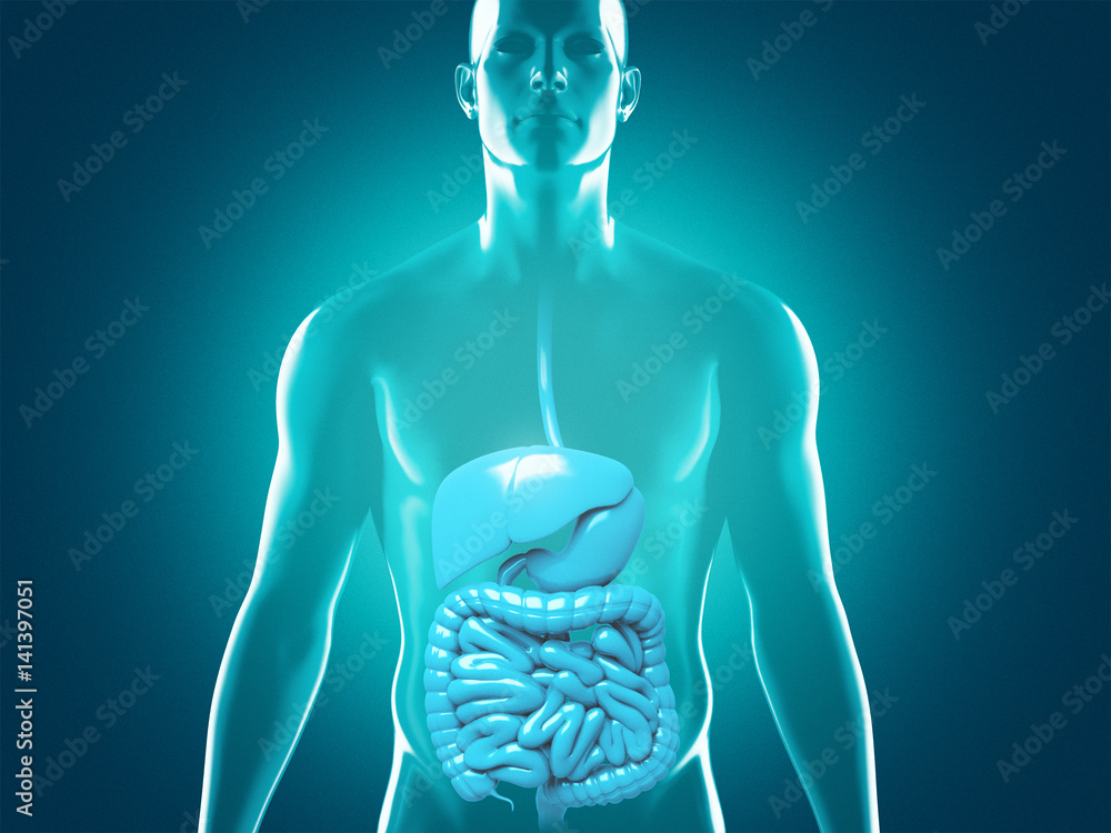 Uomo con organi sani 3d