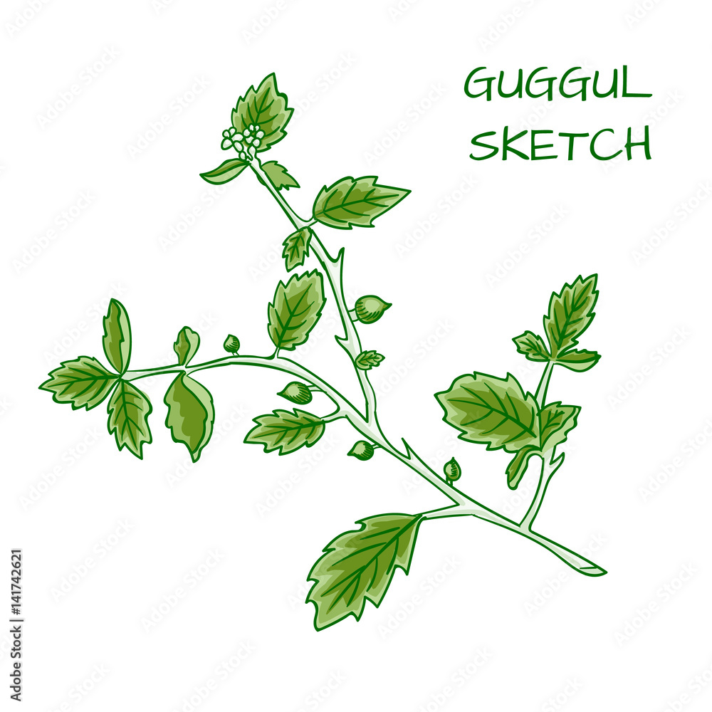 Guggul hand drawn VECTOR colorful sketch.