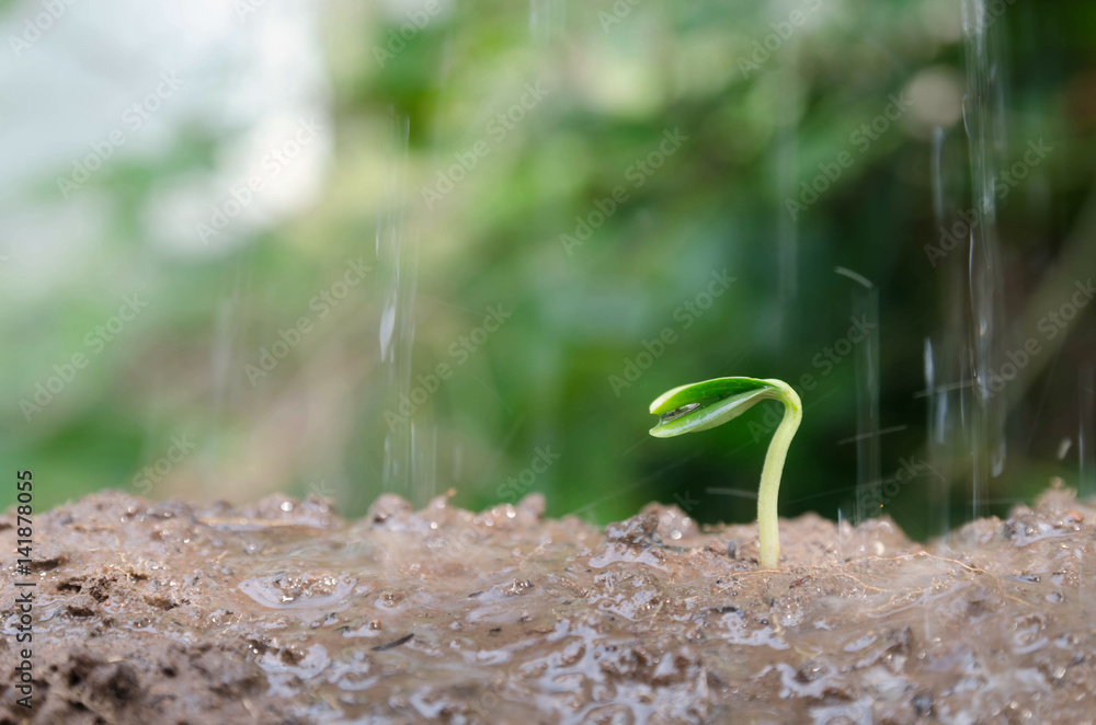 特写年轻的种子发芽和植物在雨水滴下生长