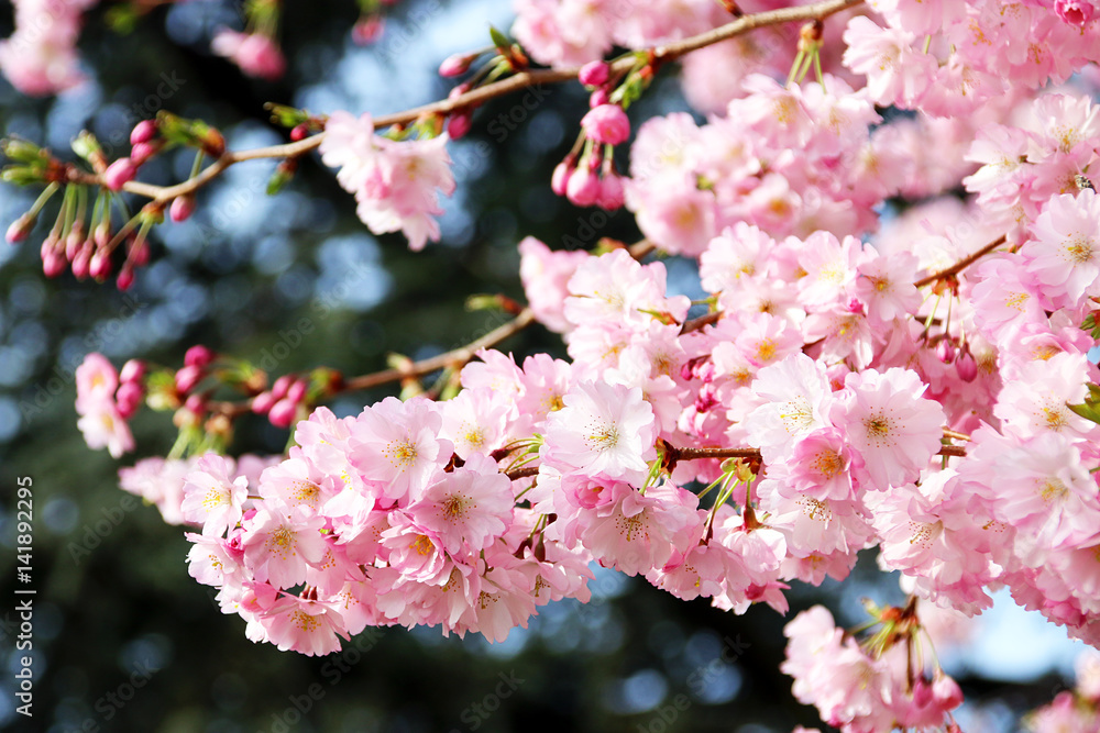 Kirschblüten, cherry blossom