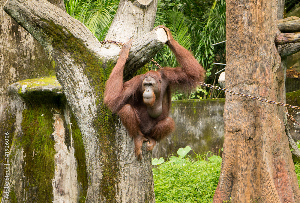 Portrait female orangutan with hanging pose .