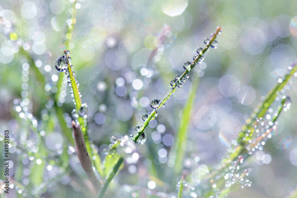 Fresh green grass with dew drops closeup. Nature Background