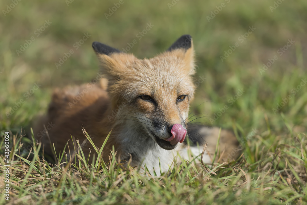 自然界中的赤狐（Vulpes Vulpes）