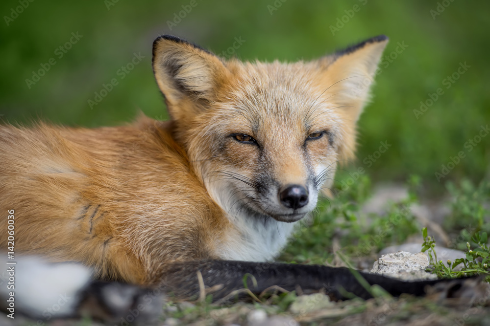 自然界中的赤狐（Vulpes Vulpes）