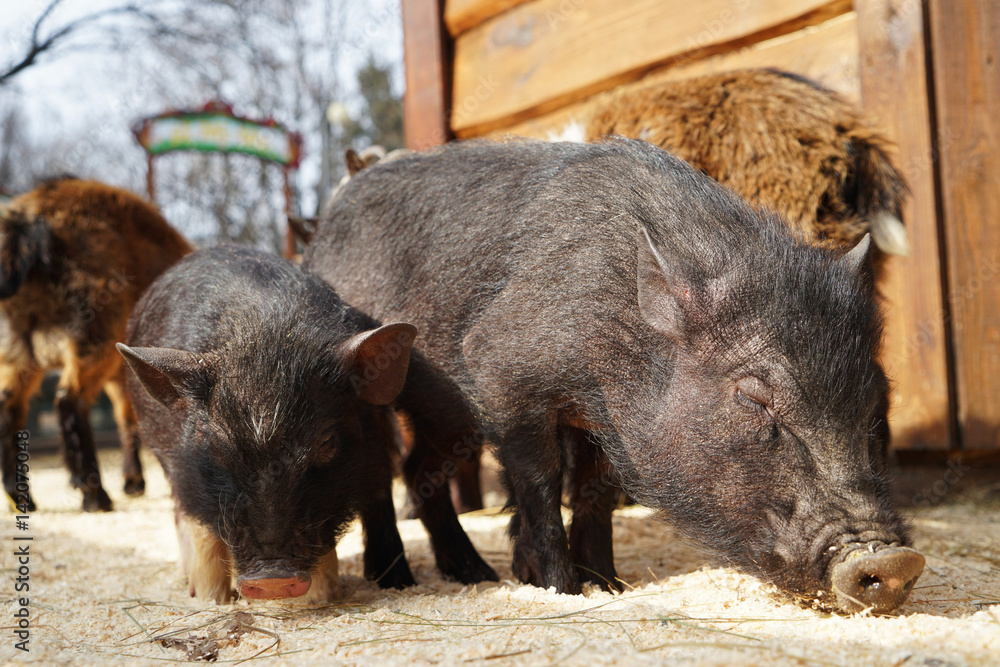 Cute funny pigs in zoological garden